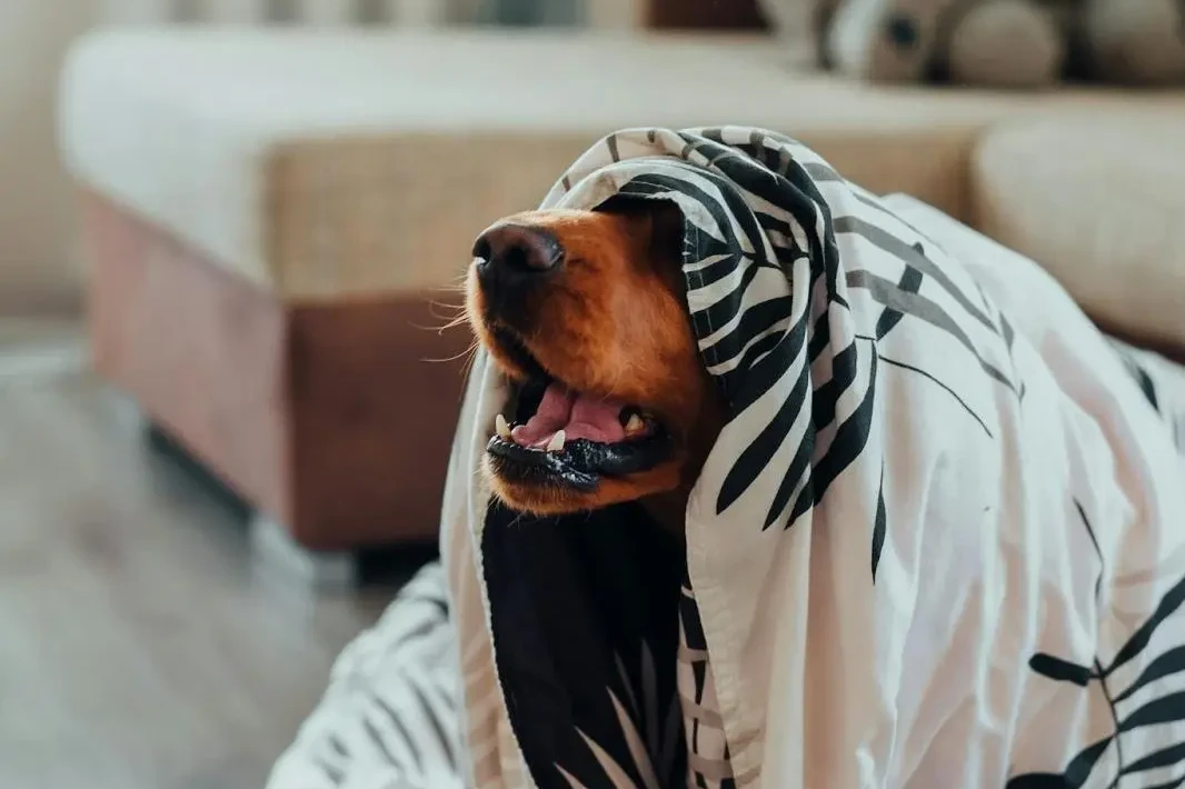 a dog under a blanket sitting on top of luxury vinyl sheet flooring